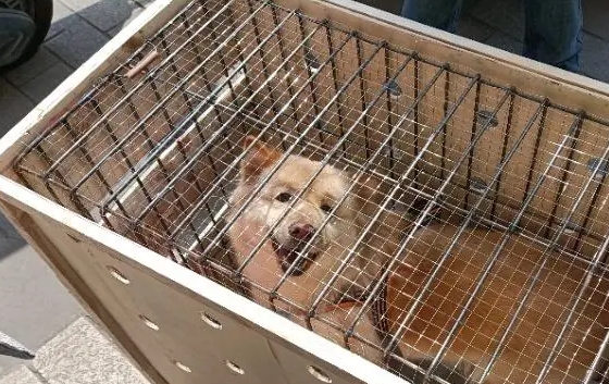 快递可以寄活体动物吗