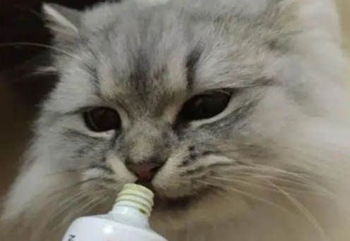 洛帕高效化毛膏:安全有效,轻松解决猫咪毛球问题 洛帕高效化毛膏:安全有效,轻松解决猫咪毛球问题