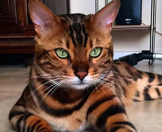 为什么孟加拉猫价格居高不下？离不开这几个原因