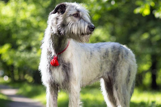 爱尔兰猎狼犬的性格：聪明稳重让人放心