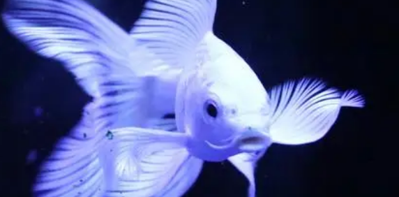 蝴蝶鲤炸鳞充血怎么治疗