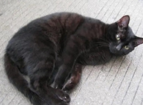 黑色暗纹狸花猫是什么品种