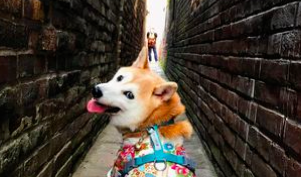 24岁冻龄柴犬爬山超灵活,家人分享独特长寿秘诀... 24岁冻龄柴犬爬山超灵活,家人分享独特长寿秘诀...