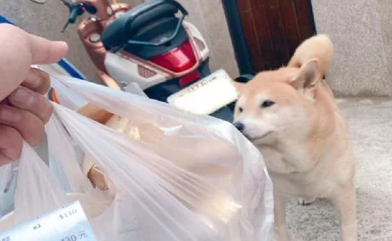 外卖员曝光饭店后厨宠物狗舔外卖事件,外卖背后的食品安全 外卖员曝光饭店后厨宠物狗舔外卖事件,外卖背后的食品安全