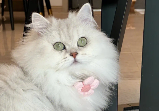 猫咪对人的爱超出想象 只是常常被误会 猫咪对人的爱超出想象 只是常常被误会