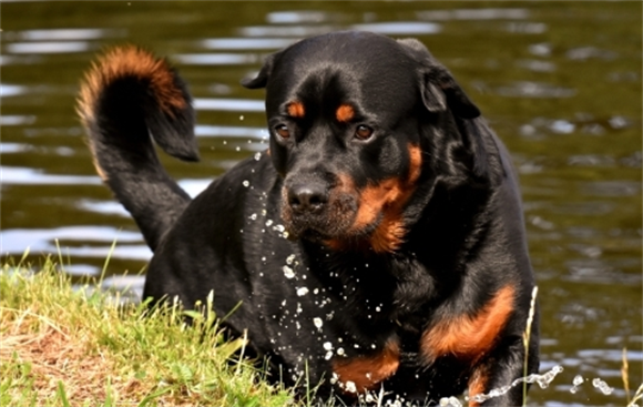 罗威纳犬和土狗串串