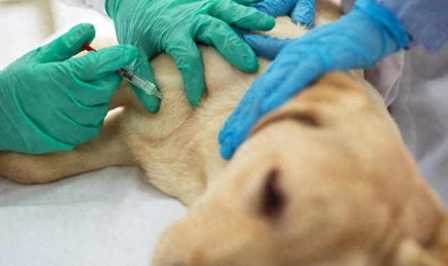 "从友善到凶恶,狗狗攻击事件:女子抚摸白色松狮犬遭袭击" "从友善到凶恶,狗狗攻击事件:女子抚摸白色松狮犬遭袭击"