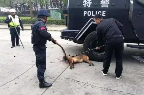 狂犬病?狗突然发疯 咬死邻居300余只鸭子 民警到场果断击毙 狂犬病?狗突然发疯 咬死邻居300余只鸭子 民警到场果断击毙