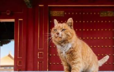 去故宫撸猫啦,顺便科普一波猫咪绝育、疫苗的相关问题 去故宫撸猫啦,顺便科普一波猫咪绝育、疫苗的相关问题