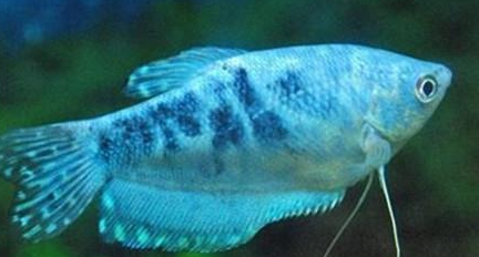 蓝星鱼吃什么?喜欢吃浮在水面上的饲料 蓝星鱼吃什么?喜欢吃浮在水面上的饲料