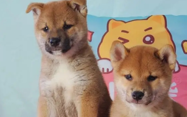 柴犬品相好坏区别图 柴犬品相好坏区别图