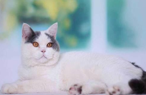净梵猫会掉毛吗,净梵猫掉毛怎么办 净梵猫会掉毛吗,净梵猫掉毛怎么办