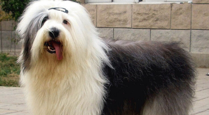 古代长须牧羊犬的喂食要点，注意皮肤问题！