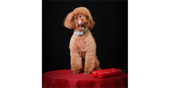 10个月的贵宾犬一天吃几次 10个月的贵宾犬一天吃几次