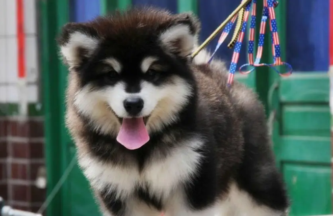 阿拉斯加犬舍