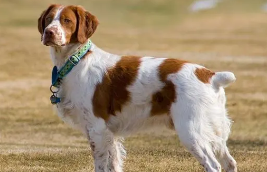 布列塔尼犬掉毛程度 换毛季掉毛较严重