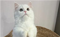 米努特猫的脸型怎么分辨