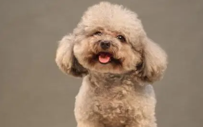 一般贵宾犬要多少钱一只