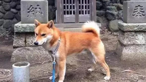 柴犬是哪个国家的品种 柴犬是哪个国家的品种