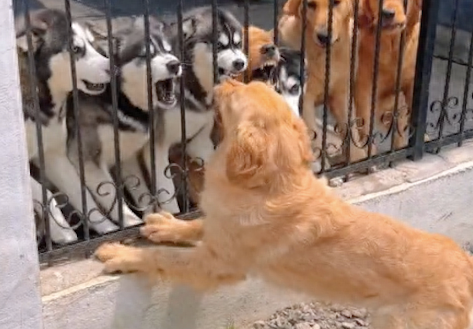 金毛和一群狗吵架，期间咬住哈士奇的脚