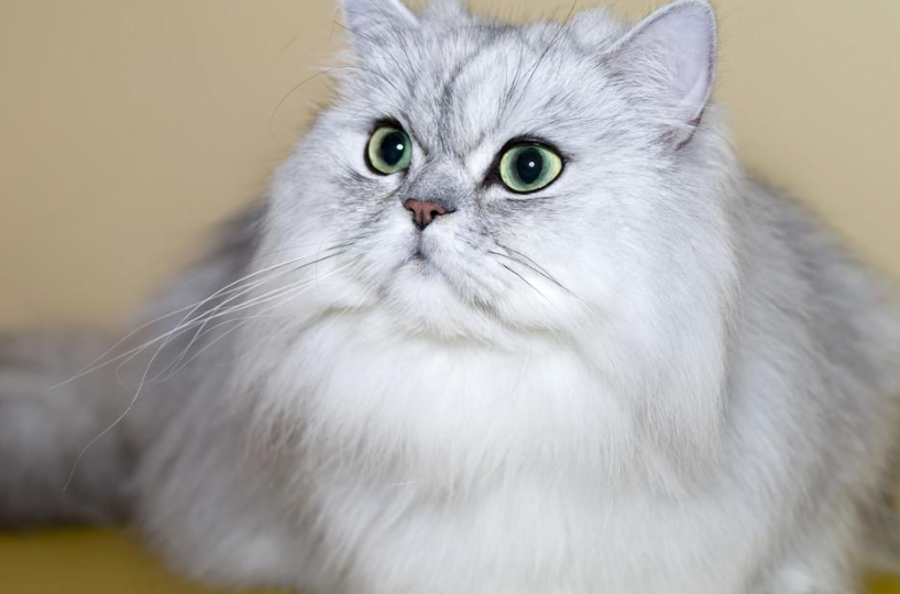 纠正曼岛无尾猫的异常摄食行为 纠正曼岛无尾猫的异常摄食行为