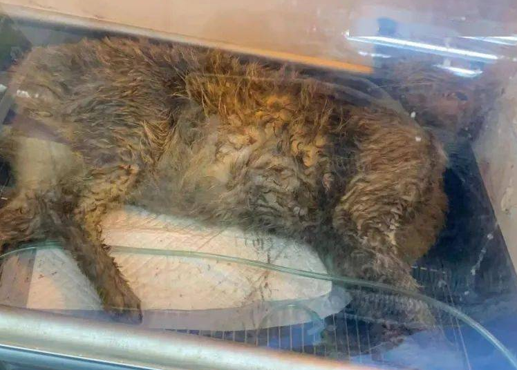 狂踹虐猫，宠物医生被开除！背后公司年入57亿，拟赴美上市