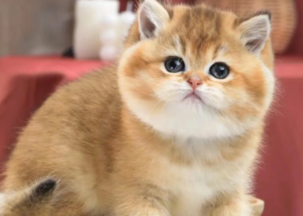 金渐层猫多少钱