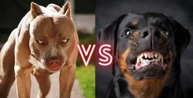罗威纳犬比特的打斗哪个厉害