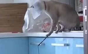 主人回家后看见自己猫咪在玩逗猫棒，它好像知道了些什么，怎么办