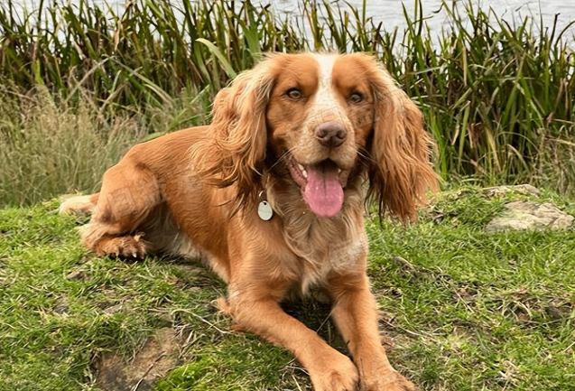 犬伴离世，狗子默默缅怀主人的最后一天