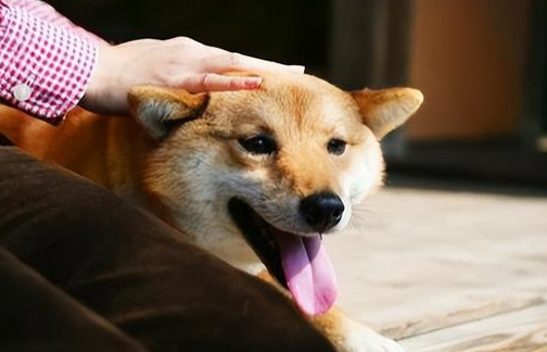 养狗无可厚非，但请别给自己抹黑