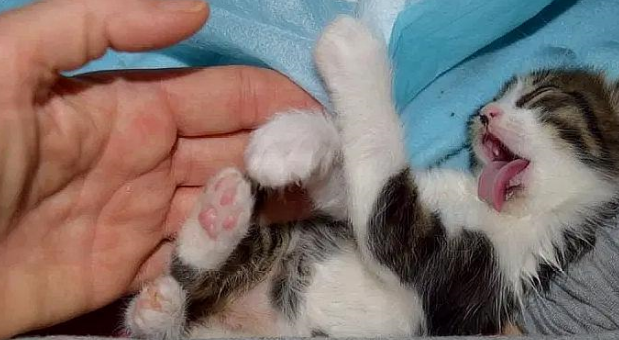 小猫被丢在垃圾堆,大叔好心给它喂水,它的一个举动令大叔心软了 小猫被丢在垃圾堆,大叔好心给它喂水,它的一个举动令大叔心软了