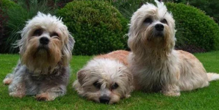 奥达猎犬的价格?大型犬饲养比买更花钱 奥达猎犬的价格?大型犬饲养比买更花钱