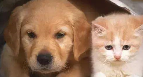 把猫咪和熊孩子关一个屋，推门一看心都软化了