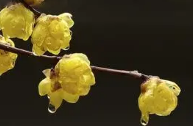 梅花是什么意思