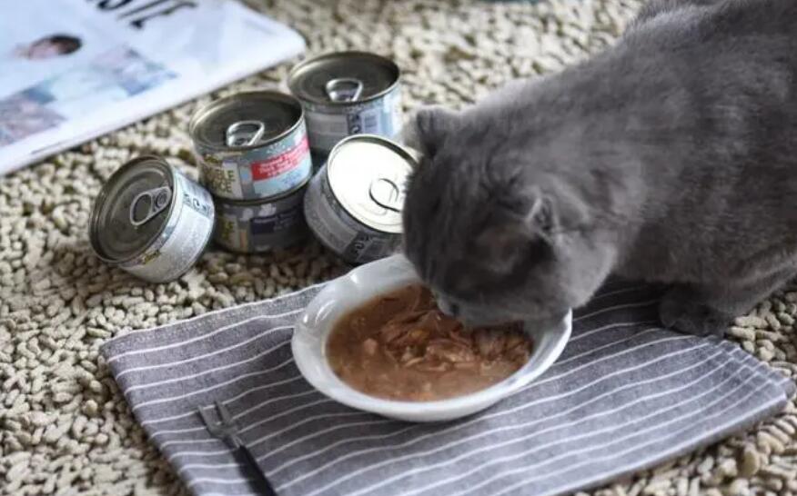 胖橘最爱的猫罐头——茉莉卡乐