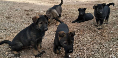 昆明犬幼犬怎样喂养