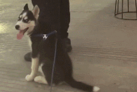 哈士奇成为搜救犬,把自己走丢了....... 哈士奇成为搜救犬,把自己走丢了.......