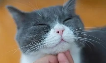 猫狗两难全？猫咪＆狗子——我全都要！