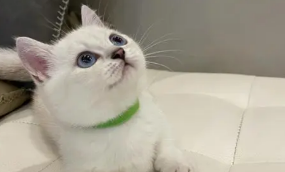 银点猫眼色素1度到6度图片