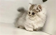米努特猫的寿命 百度百科