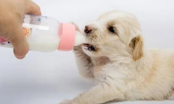 人喝的羊奶粉狗可以喝吗