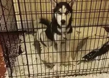 猫狗两难全？猫咪＆狗子——我全都要！