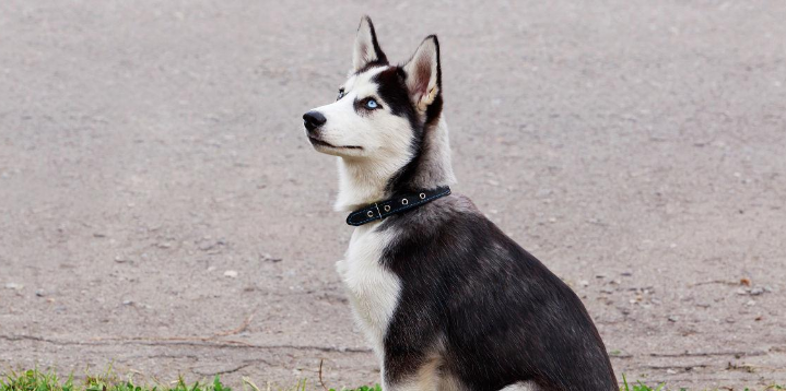 哈利犬好养吗?注意幼犬的饲养细节 哈利犬好养吗?注意幼犬的饲养细节