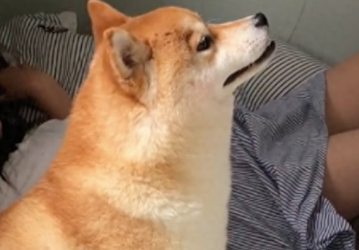 狗窝被小主人霸占了，柴犬就坐在窝前昂着头