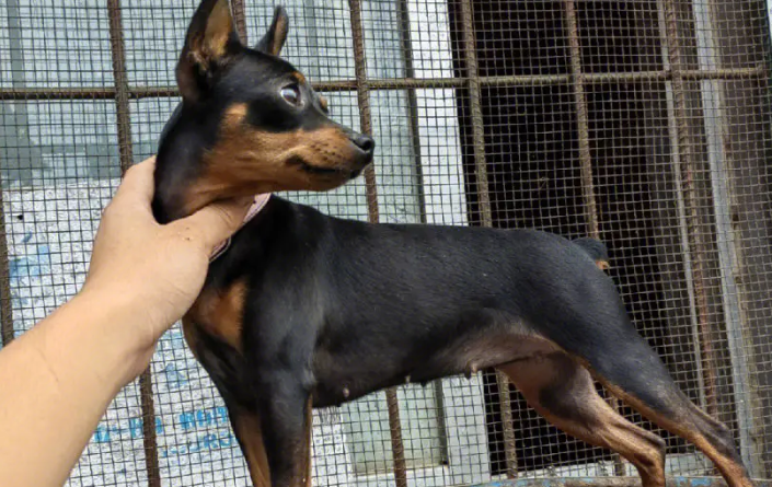 丁香鹿犬价格