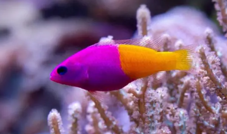 双色草莓鱼怎么养？水温为26度的水族箱