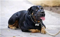 罗威纳犬舍价格