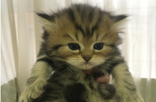 返祖猫和高地区别在哪？一文替你解答