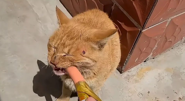 笑不活了！猫妈妈嘴馋，天天叼着孩子去换火腿肠